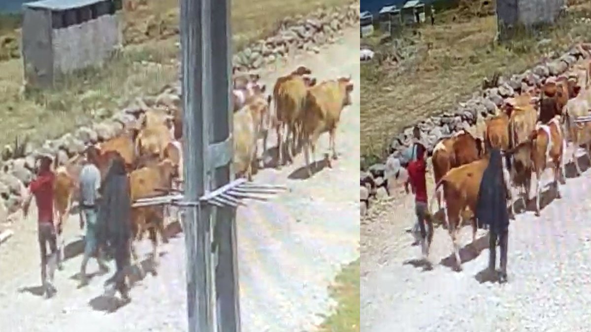 Ağrı Kovancık'ta çalınan 23 büyükbaş hayvan Balık Gölü'nde kameraya takıldı