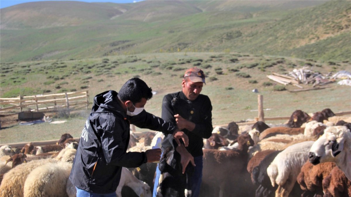 2 bin 300 rakımlı yaylalarda kene ile mücadele