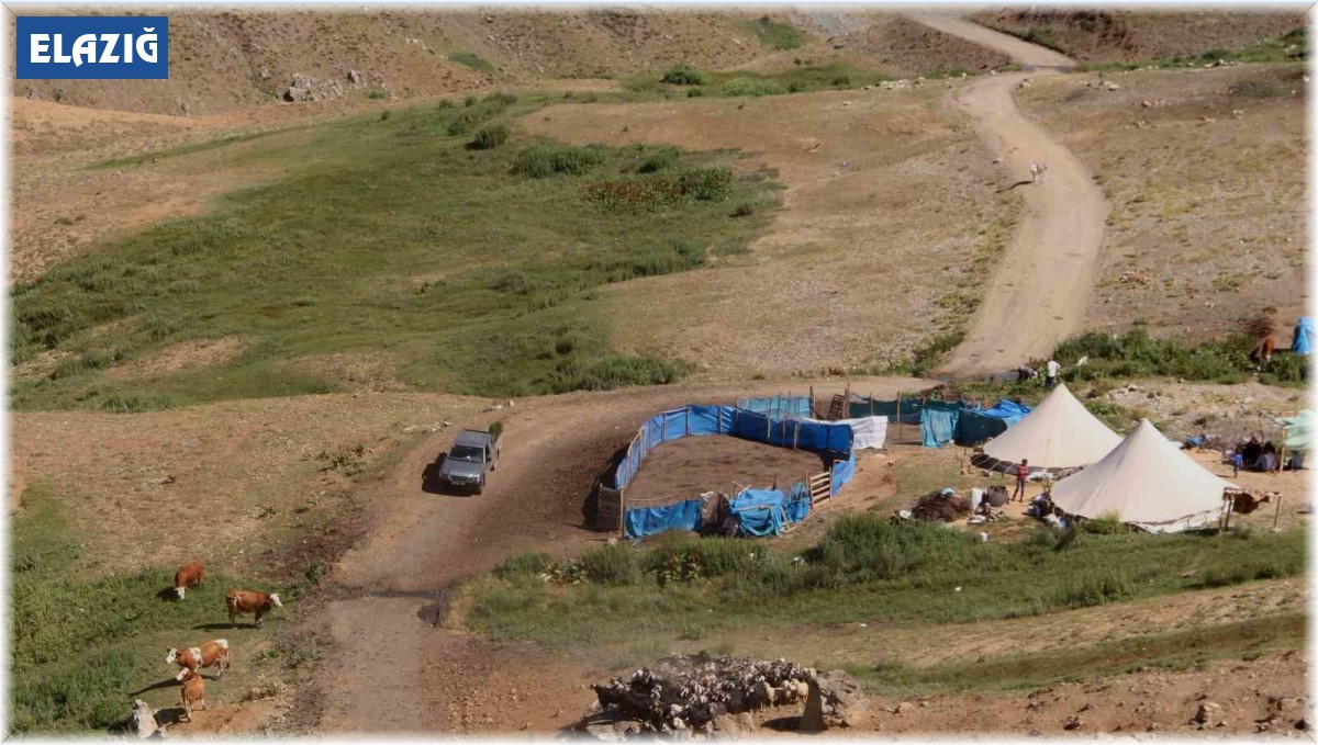 2 bin 500 rakımlı dağın zirvesinde soğuk su etrafında yetişiyor, yemek ve çökelekleri tatlandırıyor