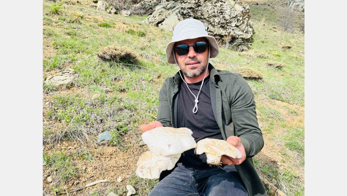 2 bin rakımın üzerinde yetişen mantarları topluyorlar