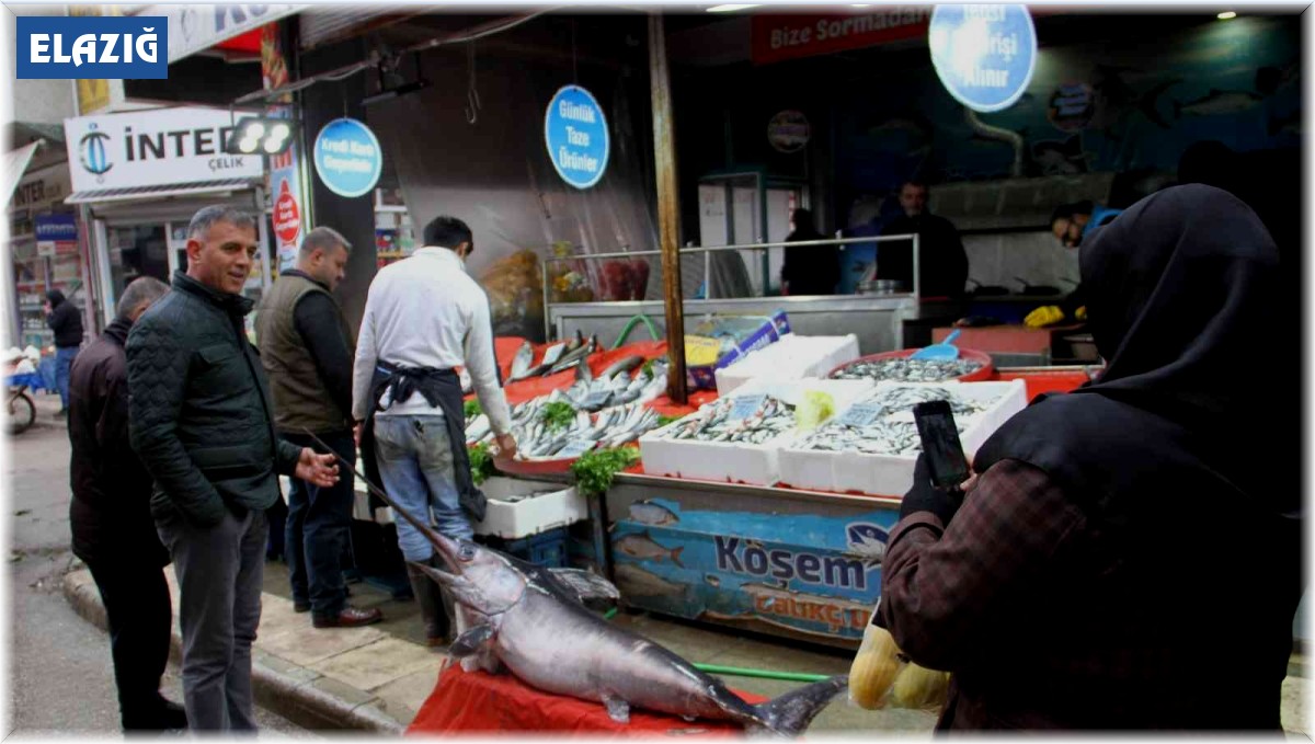 2 metrelik kılıç balığı ilgi odağı oldu