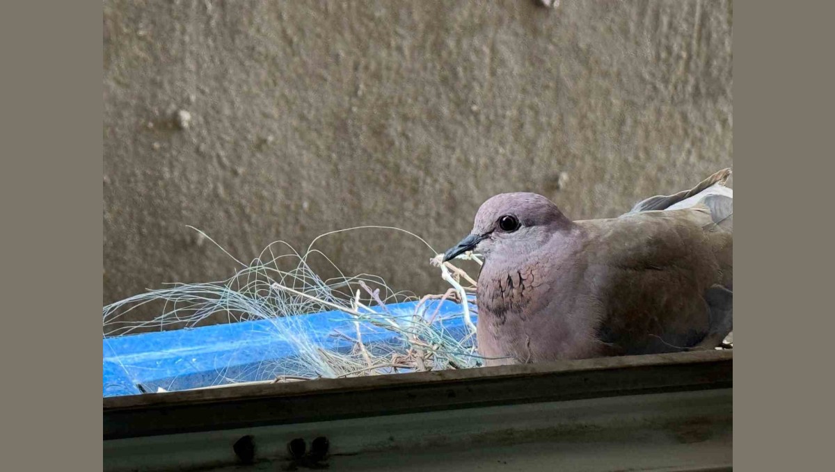 2 yıldır pencerelerine yuva yapan kumruya gözleri gibi bakıyorlar