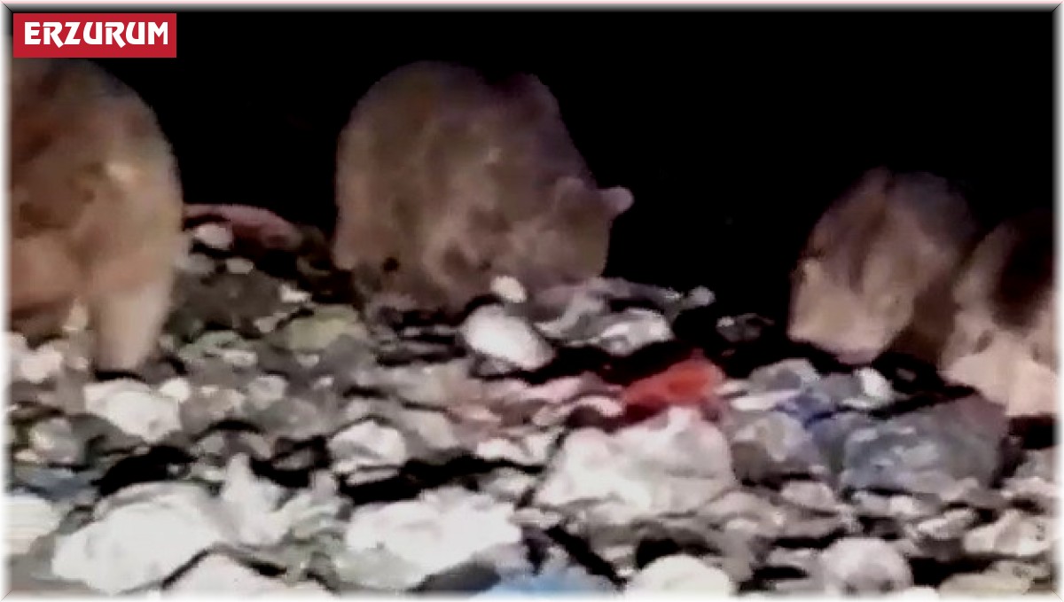 20'den fazla ayı karnını doyurmak için çöplüğü istila etti