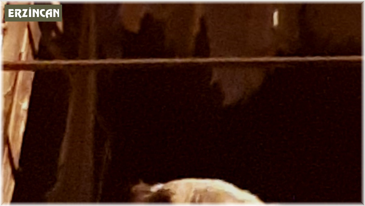 20 gündür kayıp Kangal cinsi köpek harabe binada hapsedilmiş halde bulundu