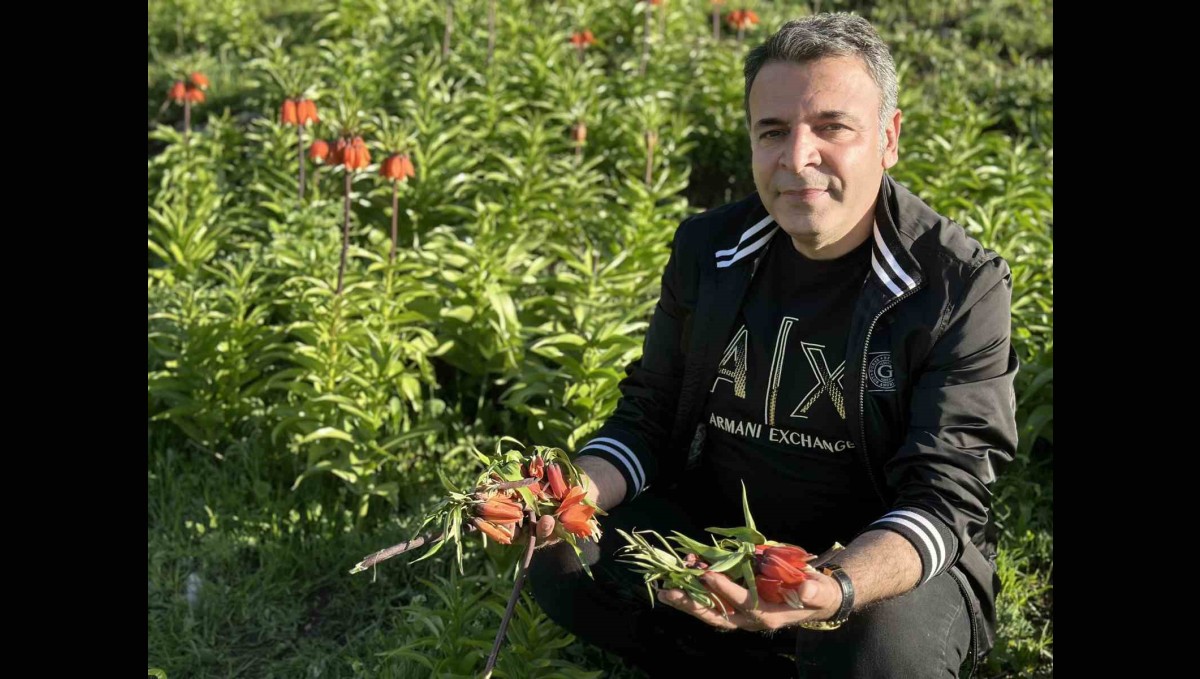 20 günlük ömrü olan ters lalelere zarar verildi