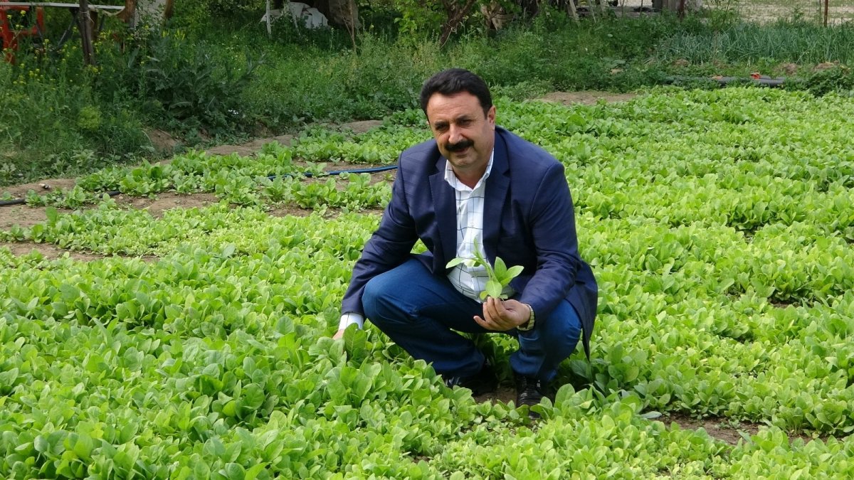 2021'de 150 bin ton tütün elde edilmesi bekleniyor