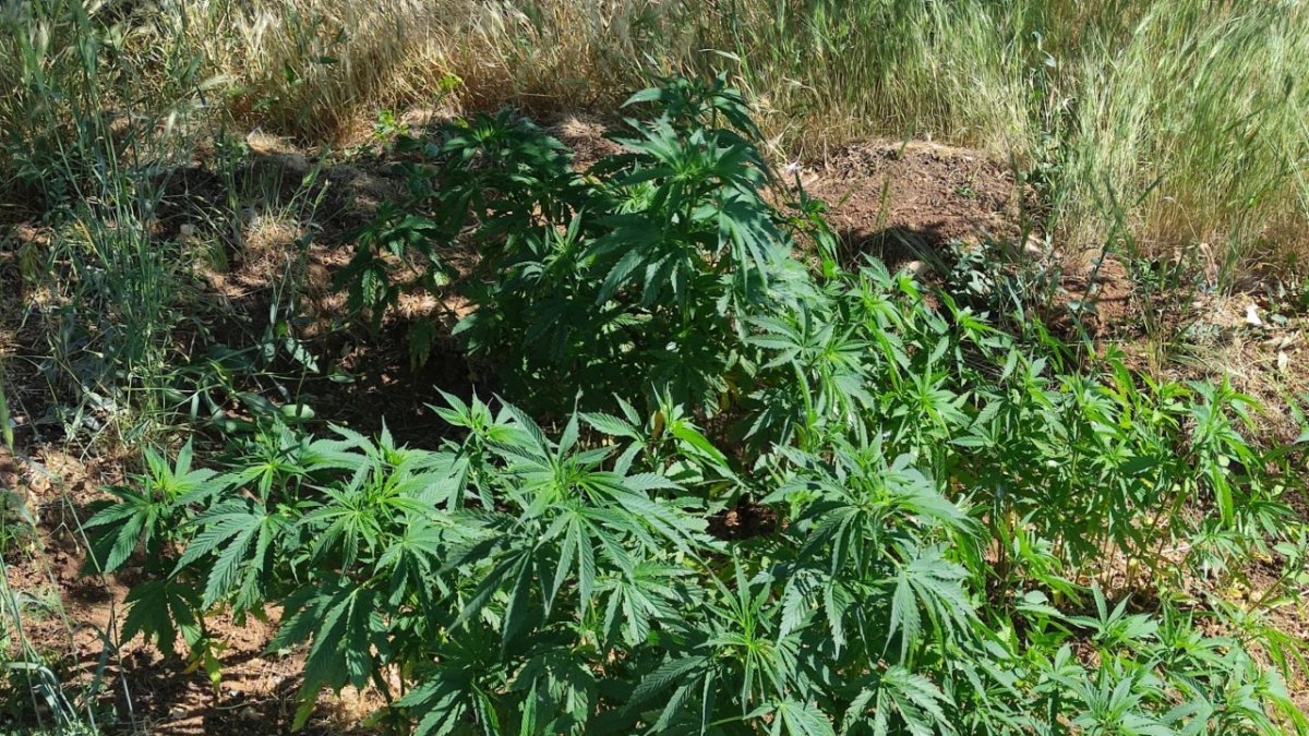 206 kök kenevir bitkisi ele geçirildi