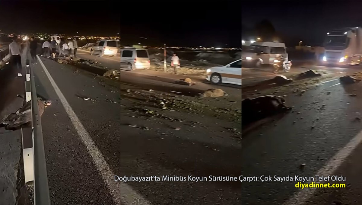 Doğubayazıt-Iğdır Yolunda Kaza: Minibüsün Çarptığı Sürüde Çok Sayıda Koyun Telef Oldu