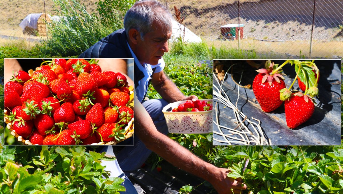 Ağrı'da 100 Üretici İçin 50 Dönüm Çilek Bahçesi: 100 Ton Ürün Bekleniyor