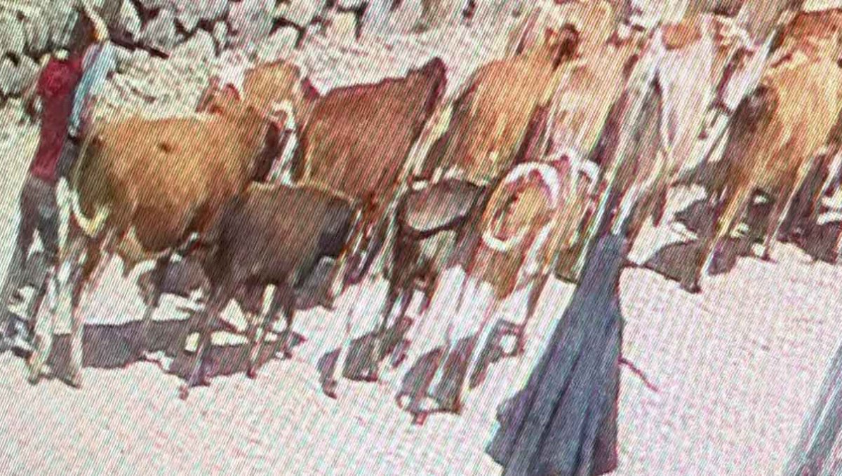 23 büyükbaş çalınmıştı: 15'i Doğubayazıt'ta bulundu