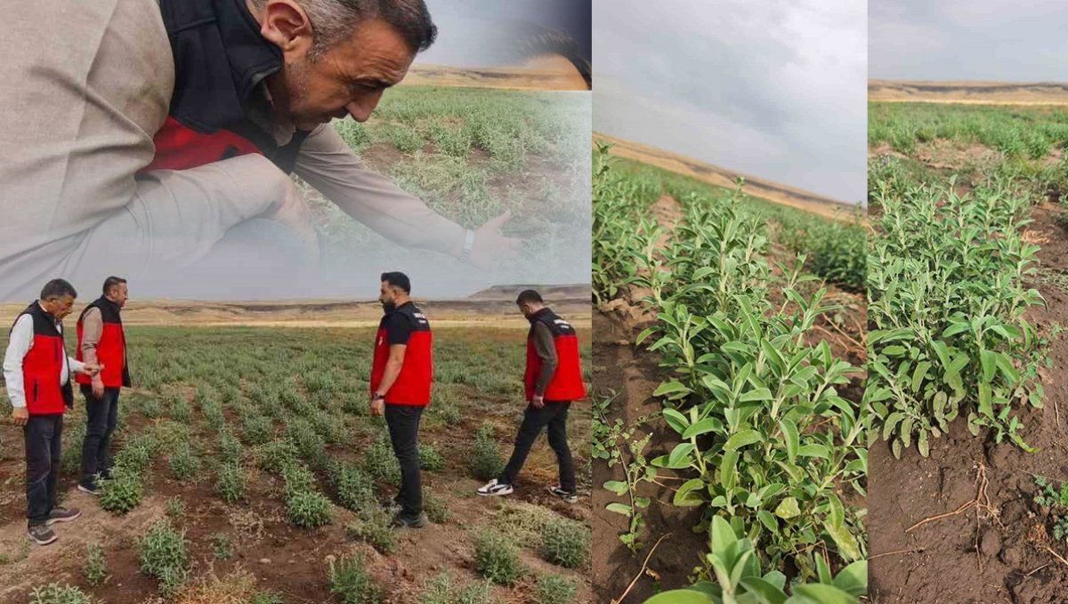 30 Dönümlük Tarlada Geri Sayım Başladı: Patnos'ta İlk Ada Çayı Hasadı Bir Ay Sonra