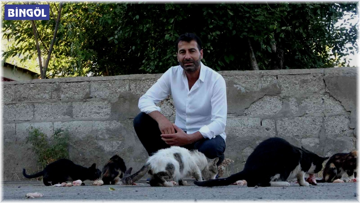28 yıldır köydeki kedileri elleriyle besliyor