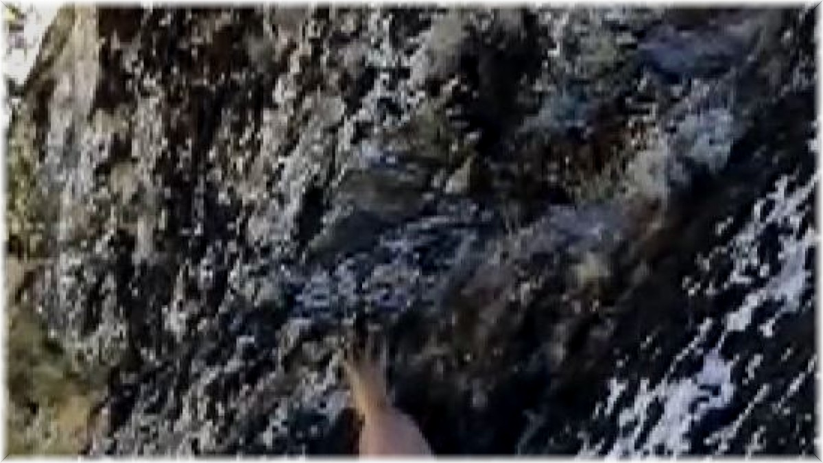 3 ayaklı yaban keçisinin kayalara tırmanma azmi