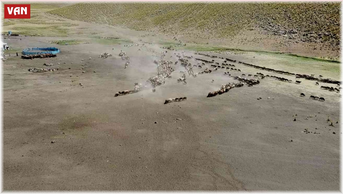 3 bin 500 rakımlı Ağırkaya Yaylası'nda zorlu mesai