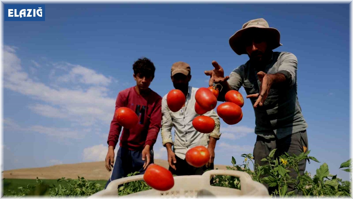 3 bin dönüme domates eken üretici vatandaşlara seslendi: ''Gelin tarladan 8 liraya alın''