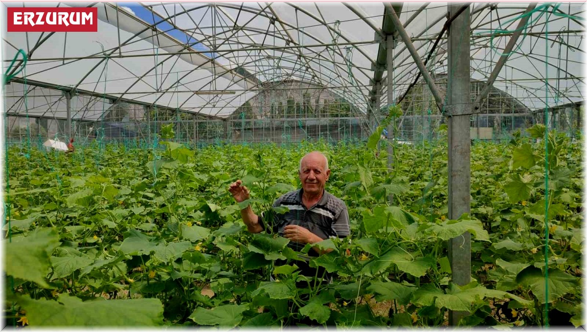 3 bin metrekarelik serada bayramda bile üretime devam ediyor