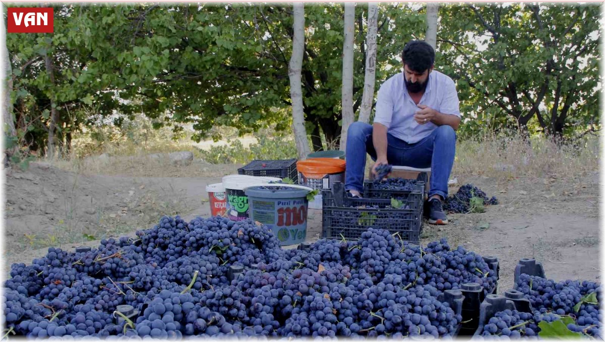 3 bin yıllık Erciş üzümünün bağ bozumu başladı