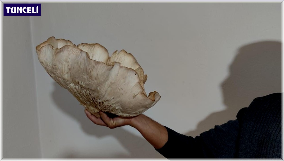 3 kilo 120 gramlık kunkor mantarı görenleri şaşırttı