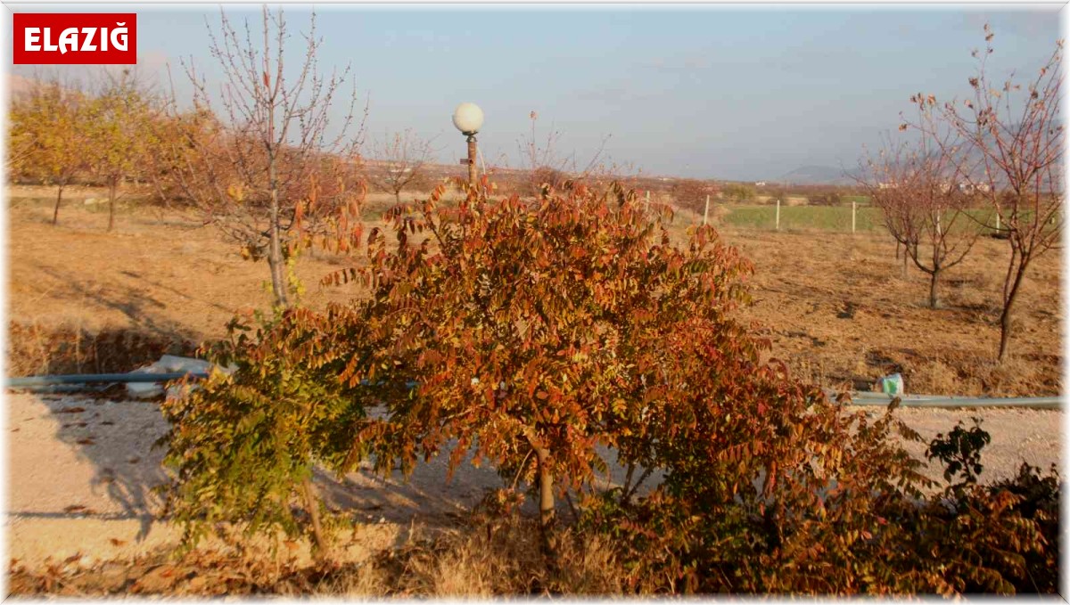 3 yıl önce 10 sumak ağacı dikti, yüzde 200 verim aldı