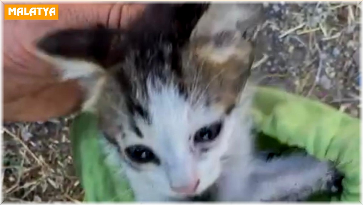 30 metrelik su kuyusuna düşen yavru kedi kurtarıldı