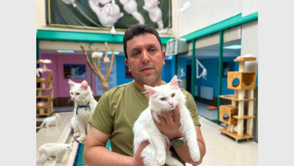 30 yıllık emek: Van kedilerine bir ömür adadı