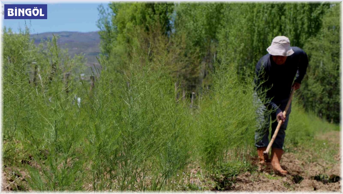 30 yıllık 'Kuşkonmaz' hayalini gerçekleştirdi