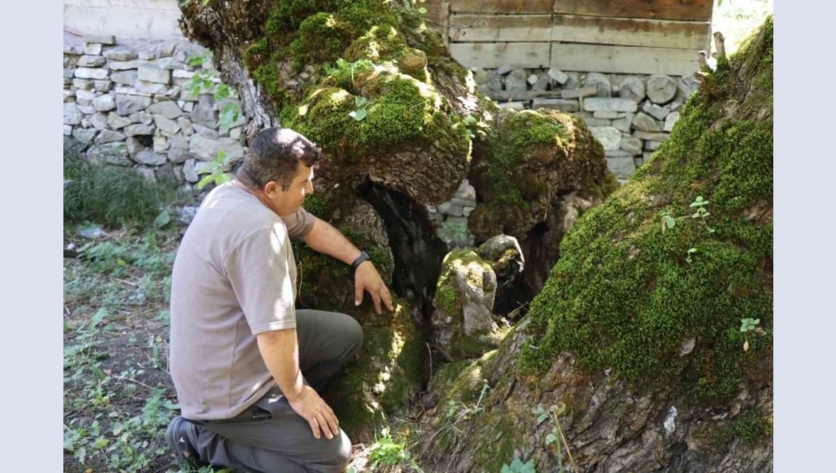 300 yıllık dut ağacında dikkat çeken detay