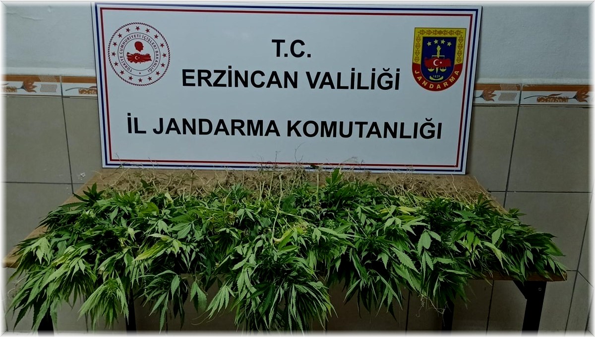 302 kök kenevir bitkisi ele geçirildi