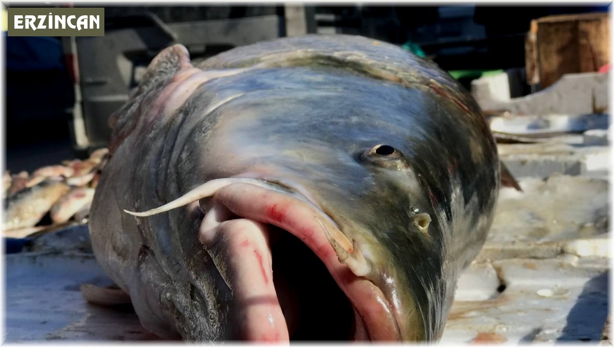 33 kiloluk dev balık tezgâhta alıcı buluyor