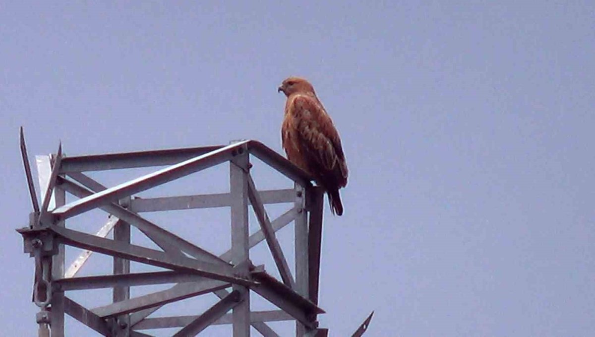Iğdır'da Kızıl Şahin görüntülendi