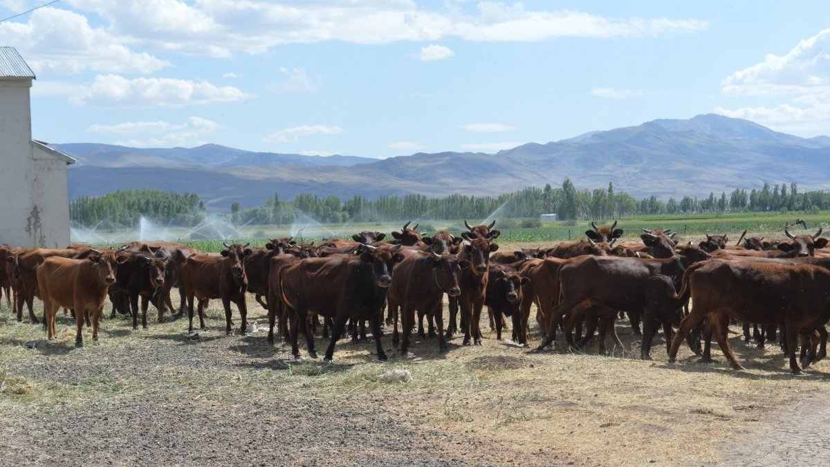 4 bin yıllık geçmişi olan yerli sığır ırkı "Doğu Anadolu kırmızısı" koruma altına alındı