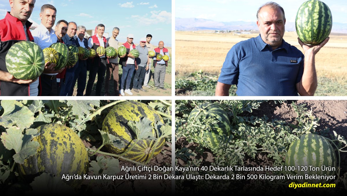 40 Dekardan 120 Ton Bekliyor: Ağrılı Çiftçi 3 Yıldır Kavun Karpuz Üretiyor