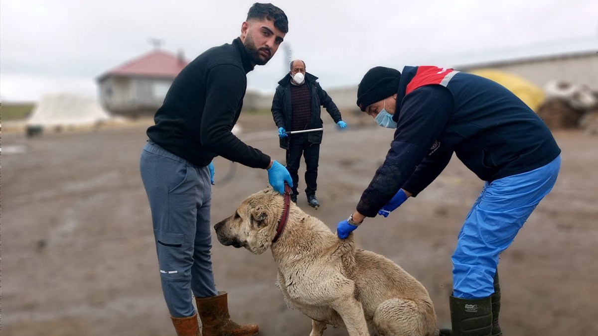 Adilcevaz'da kuduz riskine karşı köpeklere aşılama seferberliği başlatıldı