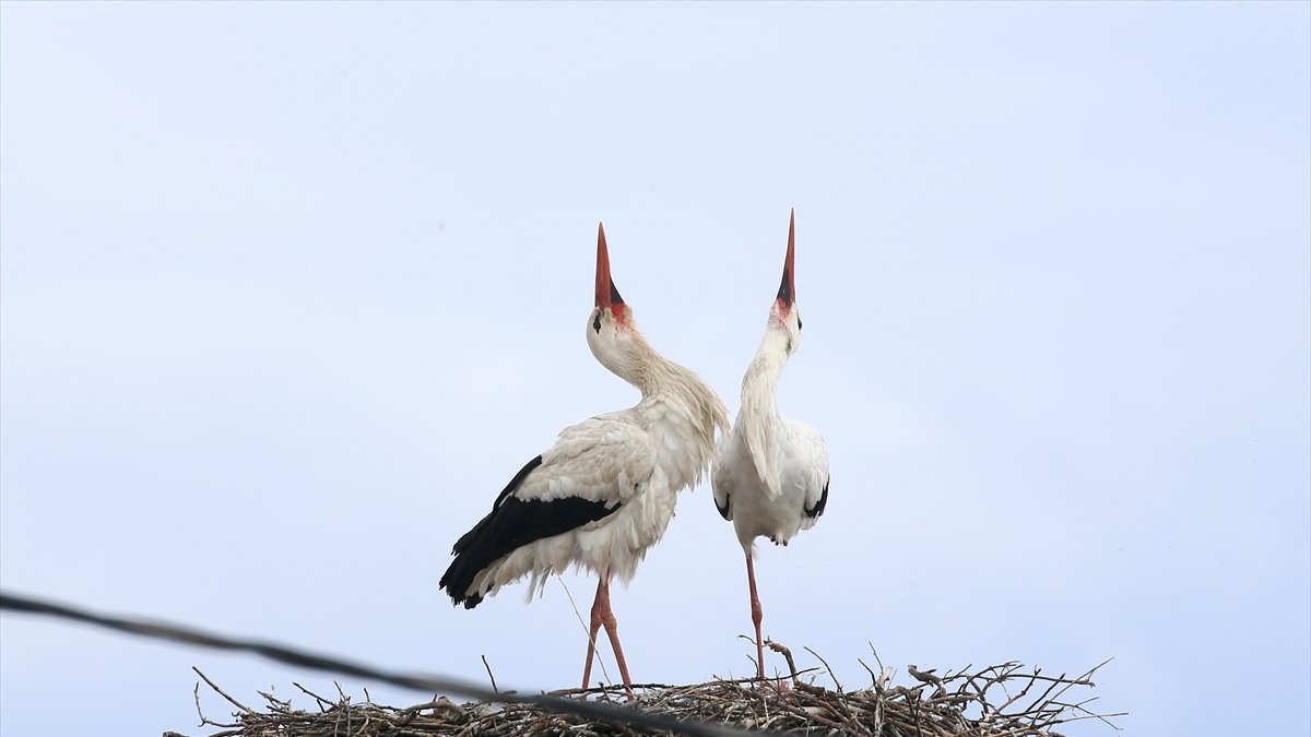 44 yıldır aynı çatıya dönüyorlar: Köyde bahar onların gelişiyle başlıyor