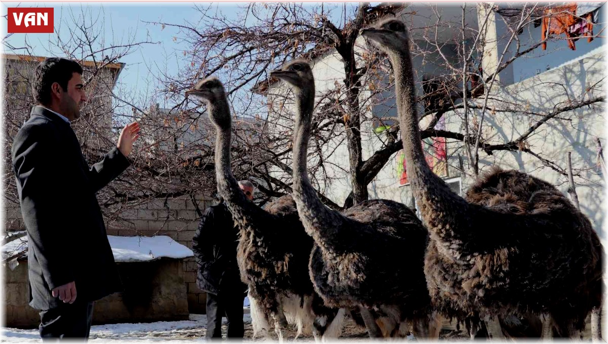 45 günlükken aldığı deve kuşlarına evlatları gibi bakıyor