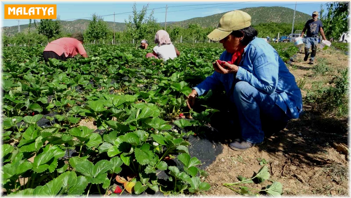 5 dönümle başladı siparişlere yetişemiyor