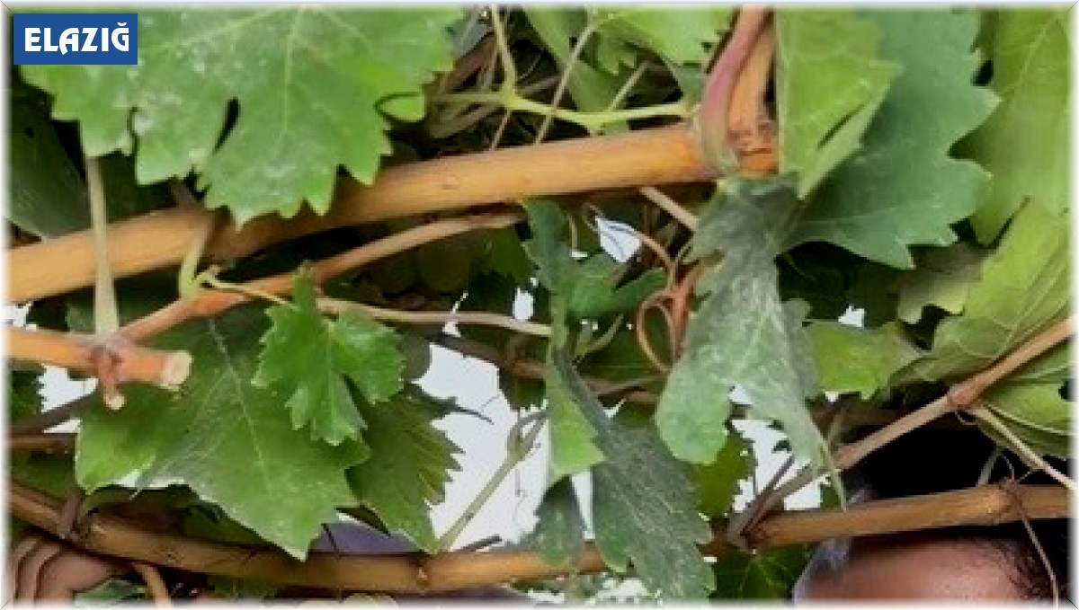 5 kiloluk üzüm salkımı görenleri hayretler içerisinde bıraktı