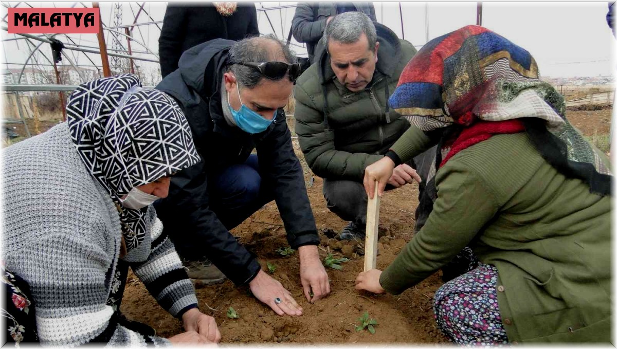50 bin salep fidesi toprakla buluşturuldu
