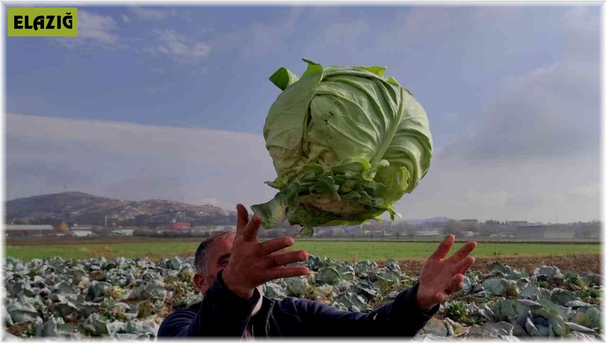 50 kilogramlık lahana üretti, Ukrayna ve Belçika'dan alıcı buluyor