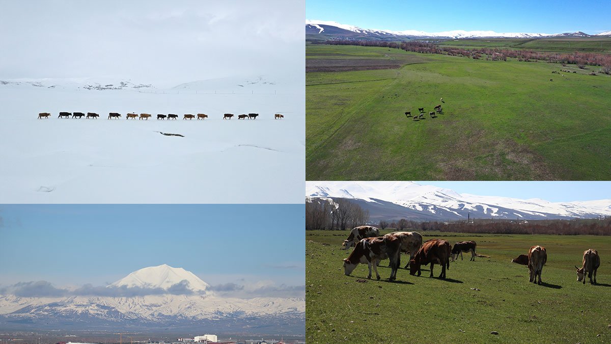 Ağrı'da iki mevsim bir arada, dağlarda kar, ovada bahar
