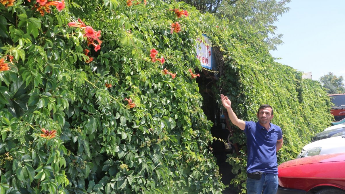 6 yıl önce diktiği sarmaşık iş yerini kapladı