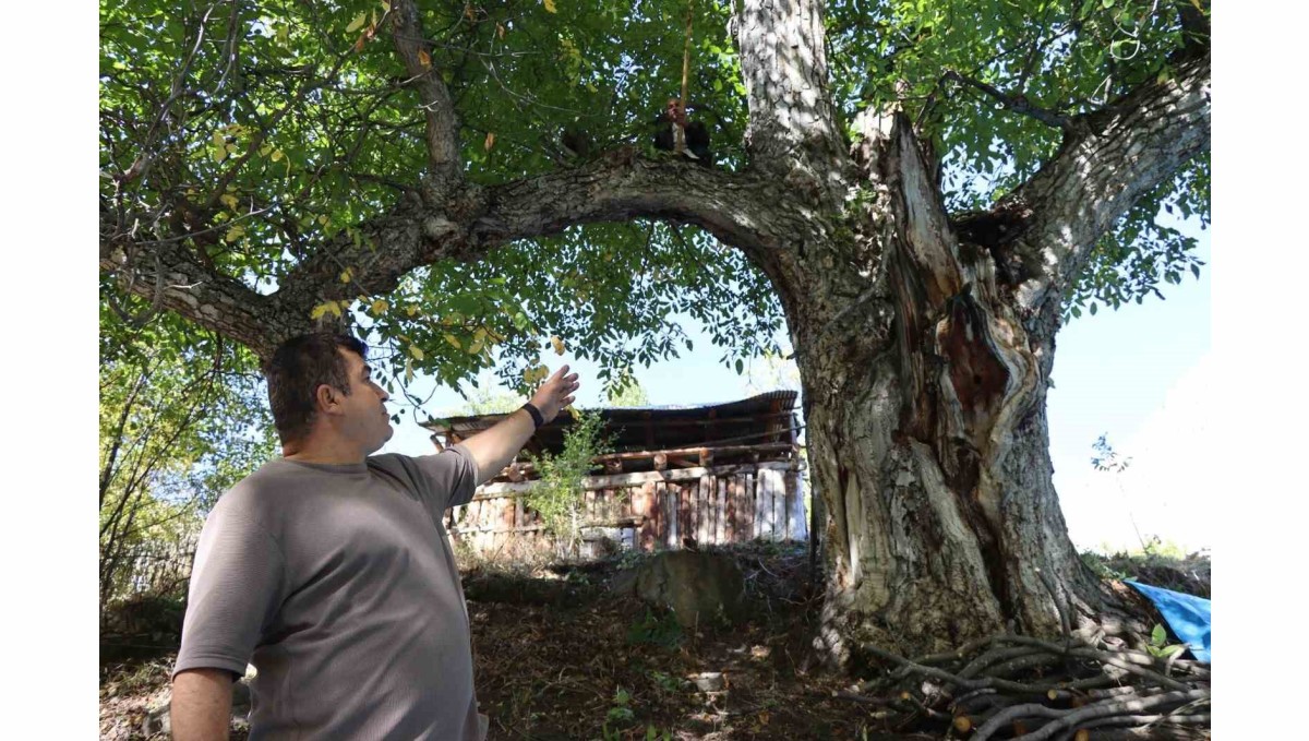620 yıllık ceviz ağacında hasat