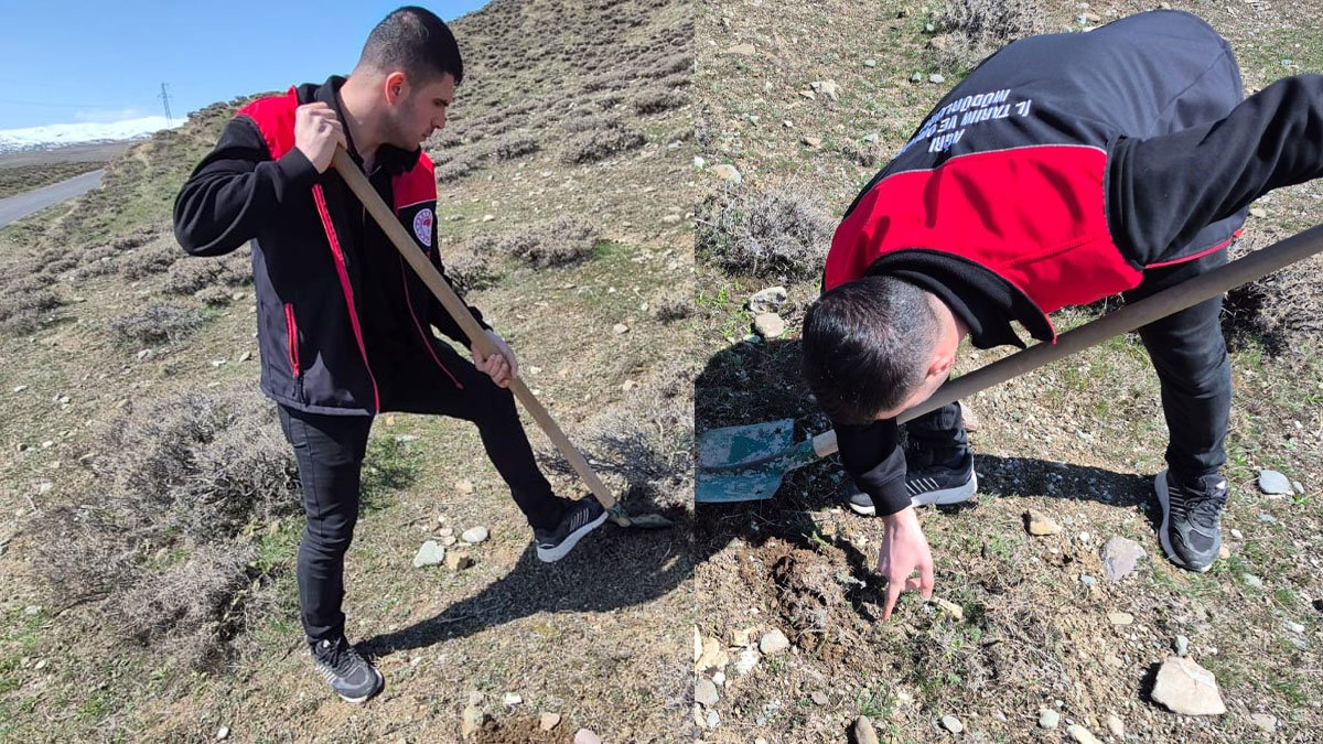 Ağrı'da buğdayda rekolte kaybını önlemek için süne taraması başlatıldı