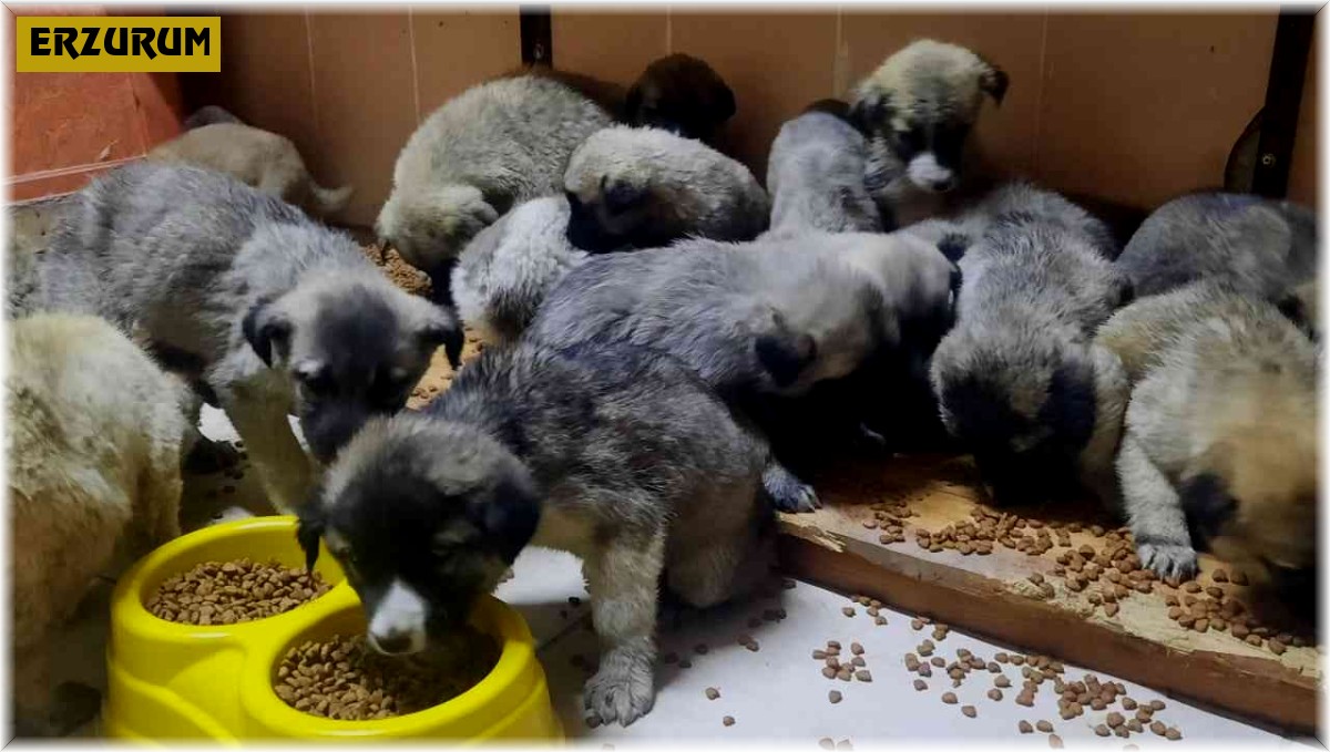 63 yavru köpek son anda ölümden kurtarıldı