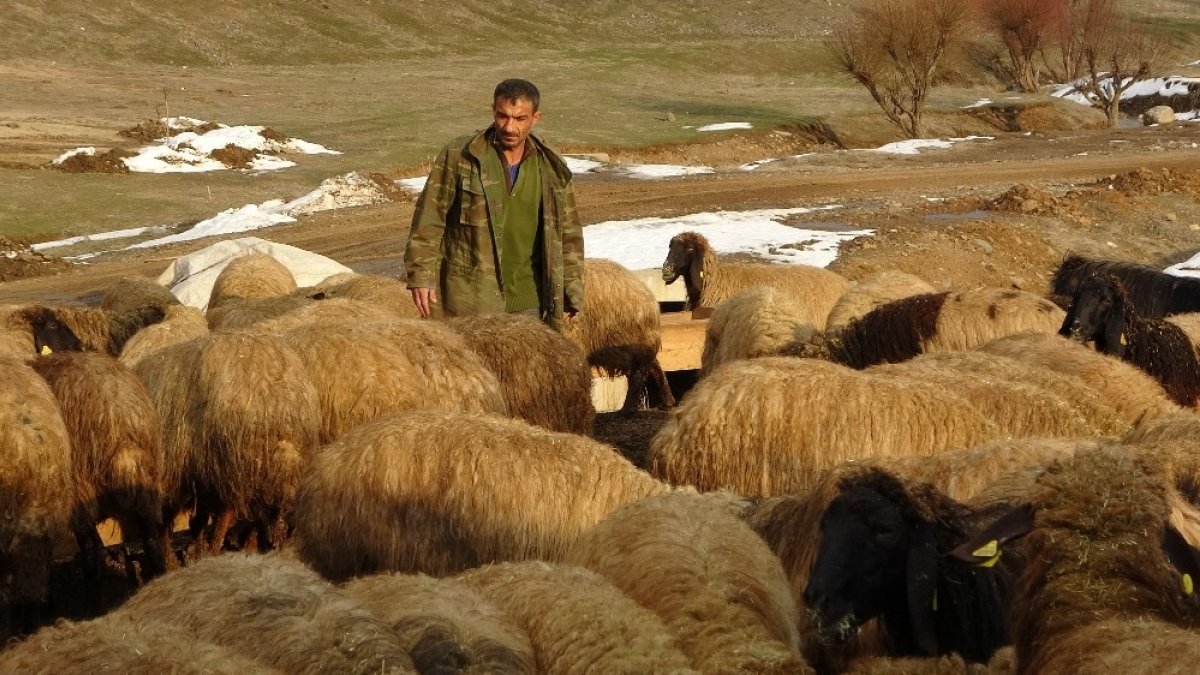 650 bin koyun ve keçinin doğum sezonu devam ediyor
