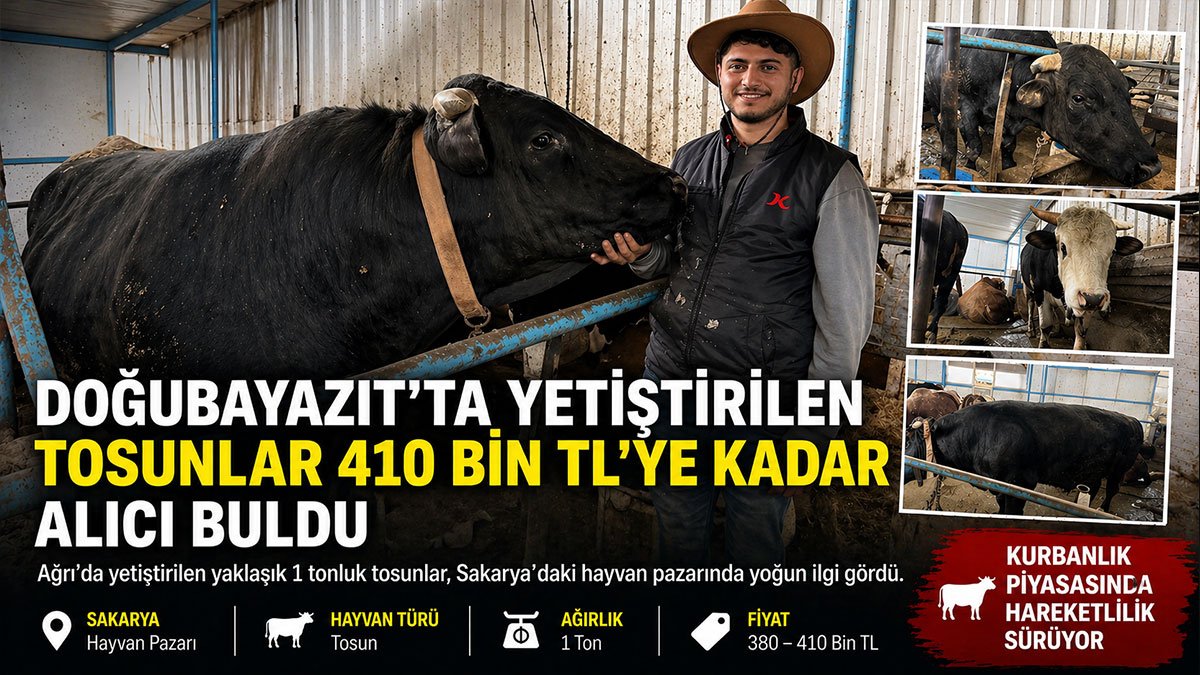 Doğubayazıt'tan Sakarya'ya getirilen 1 tonluk tosunlar 410 bin liraya kadar alıcı buldu