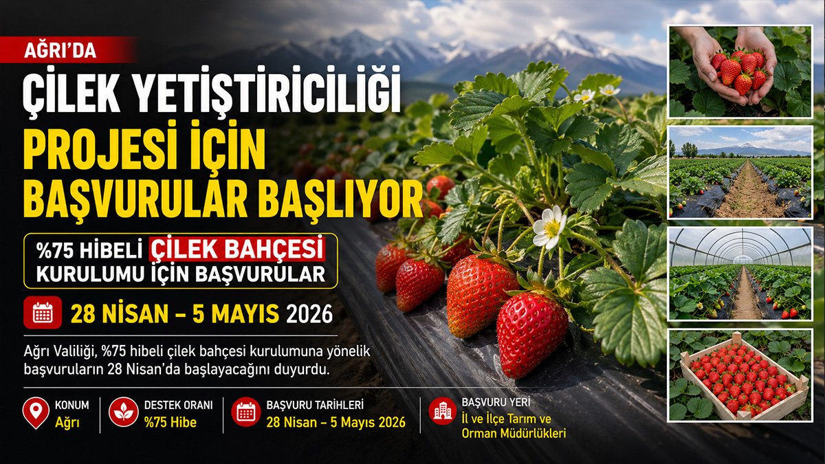 Ağrı'da %75 hibeli çilek bahçesi desteği için başvurular 28 Nisan'da başlıyor