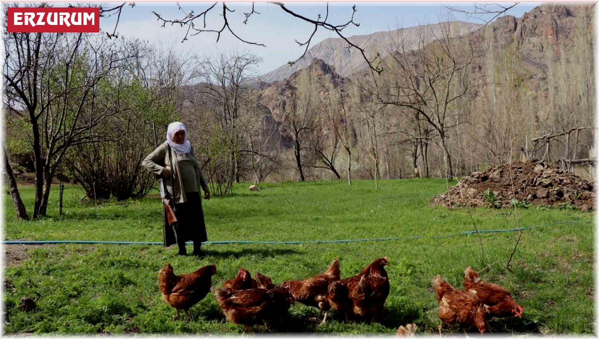 68 yaşındaki Gülistan teyze, omzunda tüfekle tavuk nöbeti tutuyor