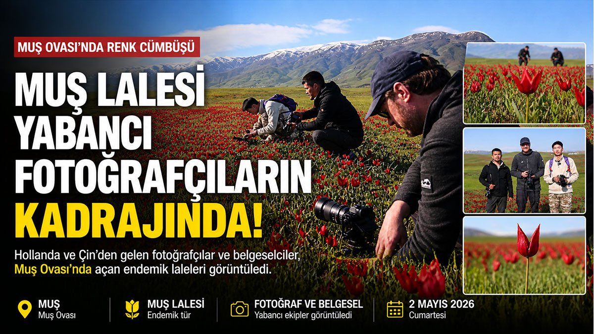 7 bin kilometre yol katettiler: Endemik Muş lalesi yabancı ekiplerin kadrajında
