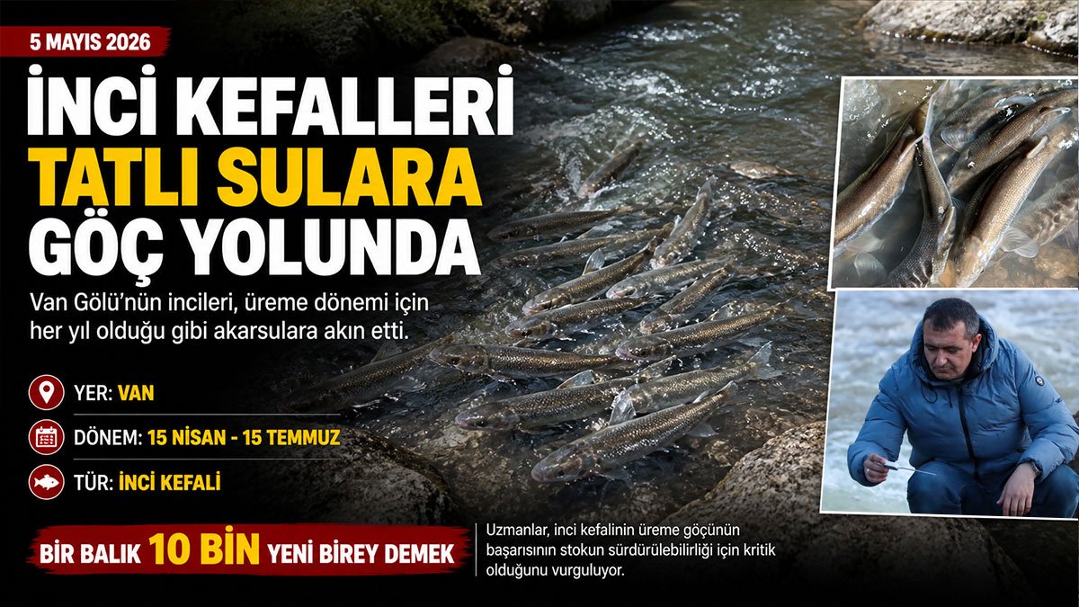 Van Gölü'nde İnci Kefallerinin Tatlı Sulara Zorlu Göçü Başladı